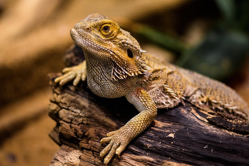 Dragon habitats