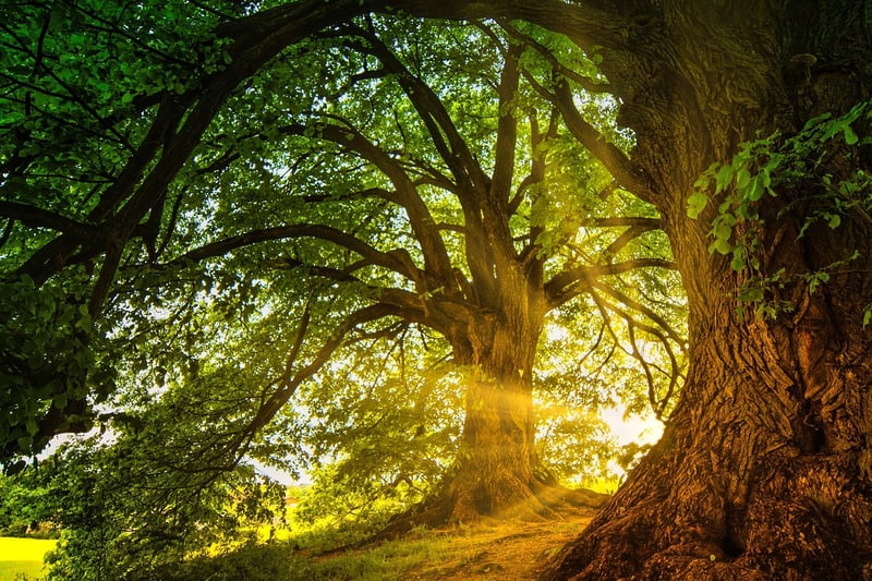 Magic greenery