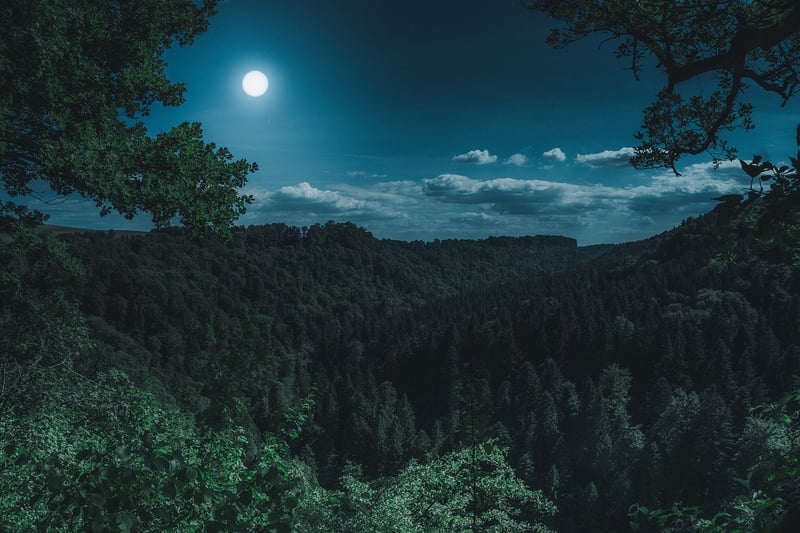 Fantasy Forest