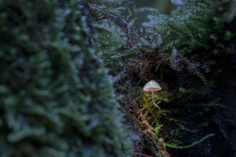 Moss